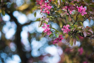 Elma Çiçeklerinin Kapanışı İlkbaharda Berlin, Almanya.