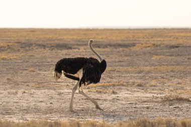 Namibya 'daki Etosha' da büyük bir tarlada yalnız bir devekuşu.