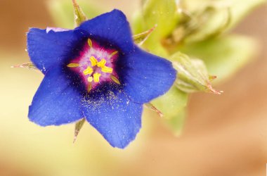 Lysimachia arvensis, yaygın adı Scarlet Pimpernel, murajes veya amurajes Monforte del Cid belediyesinde çekildi, Alicante Spain.