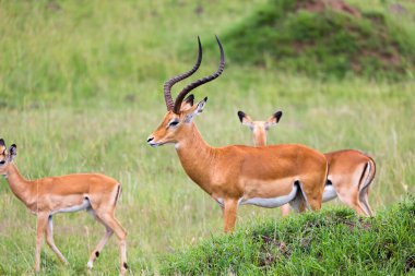 Kenya savanasının çimlerinde bir sürü Impala antilobu var.