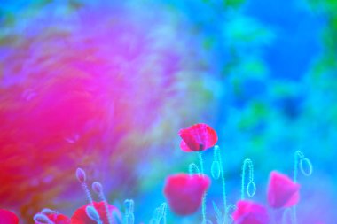 Kırmızı haşhaş tarlası. Vazelin tekniği. Görüntü Yönetmeni: William Turner