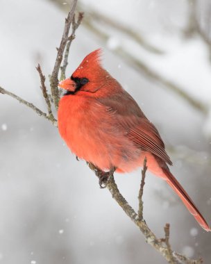 Bir kar fırtınasında tünemiş kuzey kardinali.