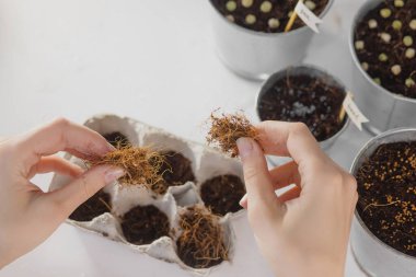 Mikro sebze tohumlarını eve ektim. Eller. Sağlıklı beslenme ve doğal vitaminler. Karantina dönemi için evde bir hobi. Beyaz bir arka planda. Pencere kenarındaki bahçe.