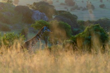 Gün batımında bir zürafa uzun çimlerde yürüyor.
