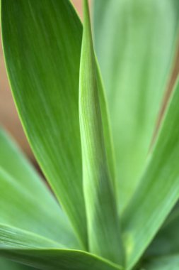 Canlı Yeşil Agave Bitkisi Yaprakları