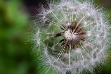 Bir karahindibanın detaylarına yaklaş..