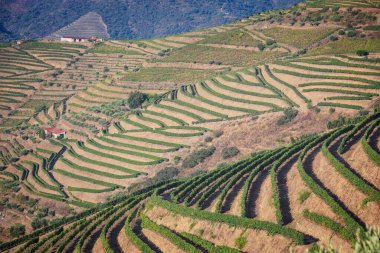 Çay tarlaları, hava manzarası.