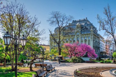 Odessa, Ukrayna 28.04.2020. Ukrayna 'nın Odessa şehrinin bahçesinde güneşli bir nisan sabahı açan bahar ağaçları.