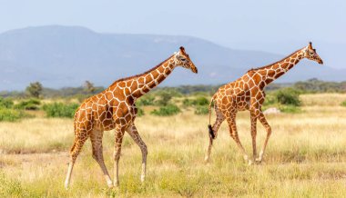 Somali zürafası yeşil yemyeşil bir çayırın üzerinden geçiyor.