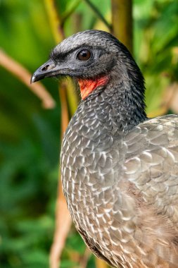 Yeşil Atlantik yağmur ormanlarında kırmızı boğazlı güzel siyah tropikal kuş, Serrinha do Alambari, Mantiqueira Dağları, Rio de Janeiro, Brezilya