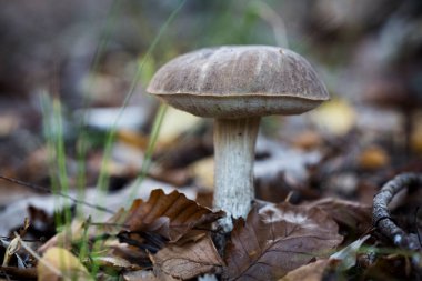 Gro Kris, Almanya yakınlarındaki Ormanda Boletus. 