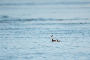 Puget Sound 'da boynuzlu bir gencin geniş açı görüntüsü