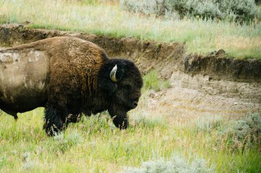 Theodore Roosevelt Ulusal Parkı 'ndaki Bison manzarası.