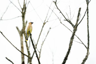 Ağaç dalındaki küçük kuş