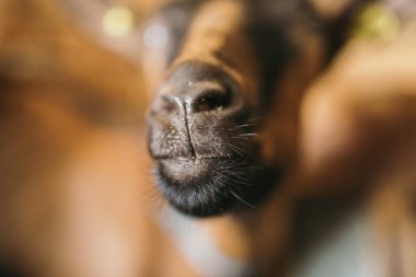 Kara keçi ağızlığının yakın çekimi.