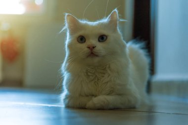 Beyaz İran kedisi kanepede yatıyordu.