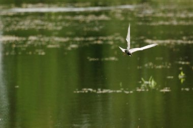Gölün üzerinde uçan siyah bir deniz feneri.