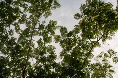 Mimosa ağaç dalları ve yaprakları