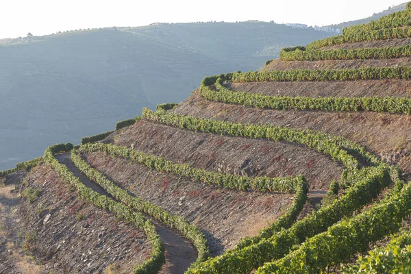 Les Plantations Thé Vue Aérienne — Photo