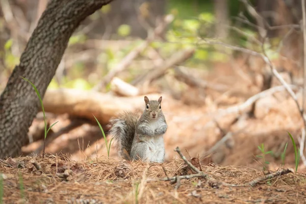 Cute Squirrel Staring Woods — Zdjęcie stockowe