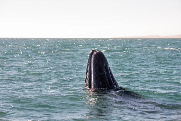 Bela Baleia Oceano — Fotografia de Stock