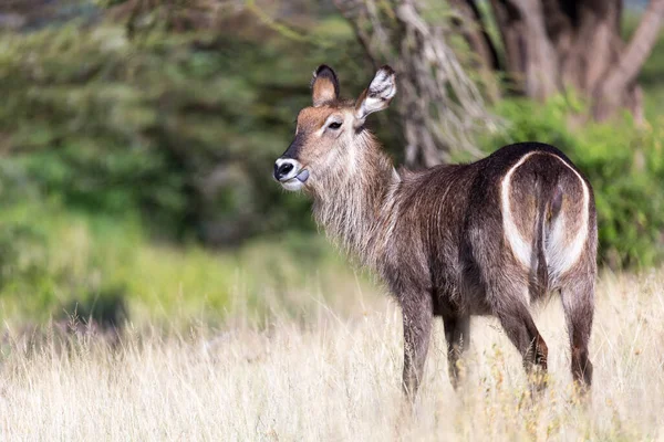 Antelope Middle Savannah Kenya — Stock Photo, Image