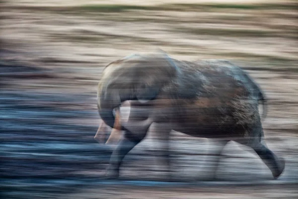 Sloni Lesní Loxodonta Africana Cyclotis Dzanga Bai Sloni Navštěvují Lesní — Stock fotografie