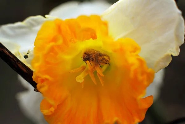 開いている花の中のカブトムシのリンゴの悪 マクロ写真 — ストック写真