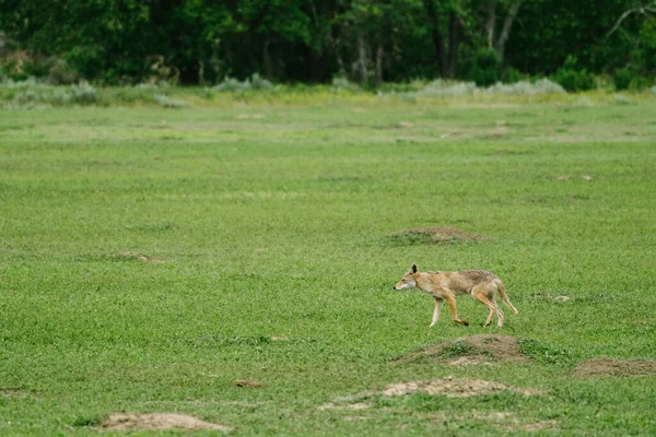 Širokoúhlý Pohled Kojota Procházejícího Zelenou Travnatou Loukou — Stock fotografie