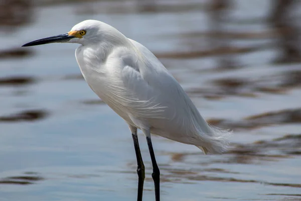 White Heron Resting River Water —  Fotos de Stock