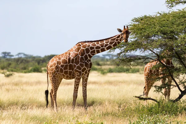 Giraffgruppen Äter Bladen Från Akaciaträden — Stockfoto