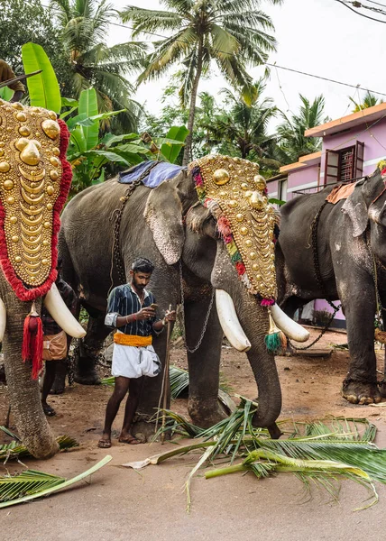 Elefante Decorado Festival Del Templo Varkala Kerala India —  Fotos de Stock