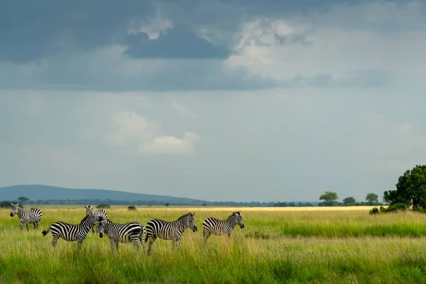 Birkaç Zebra Fırtınalı Bir Gökyüzünün Altında Afrika Düzlüklerinde Yürüyor — Stok fotoğraf