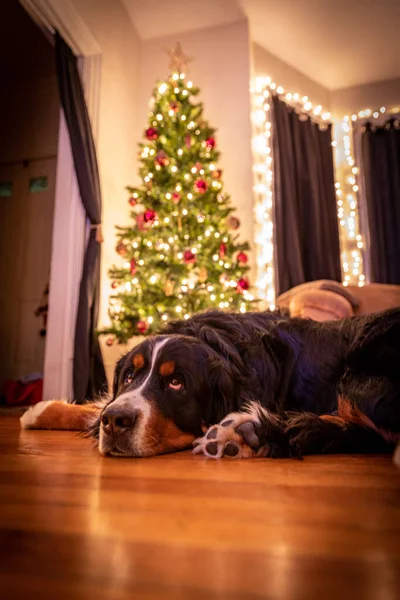 Berner Sennenhund Liegt Auf Holzboden Neben Weihnachtsbaum — Stockfoto