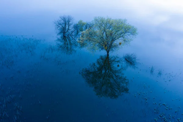 Überfluteter Baum Grünen Hang Von Cali Der Dämmerung — Stockfoto
