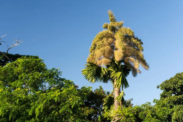 Utsikt Över Vackra Blommande Talipot Palm Grönt Område Rio Janeiro — Stockfoto