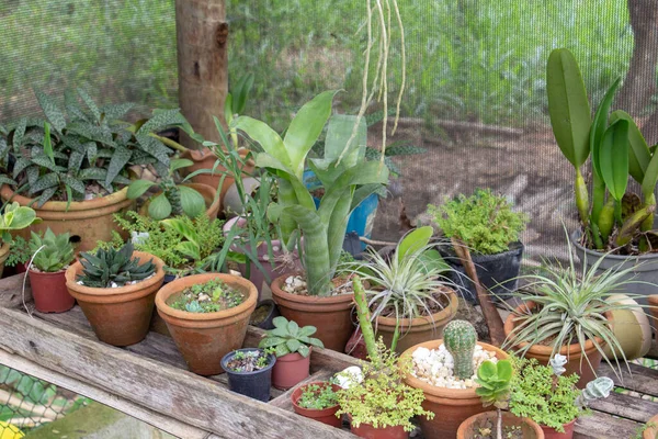 Kis Kert Belül Egy Üvegház Tele Kaktusz Növények Zamatos — Stock Fotó