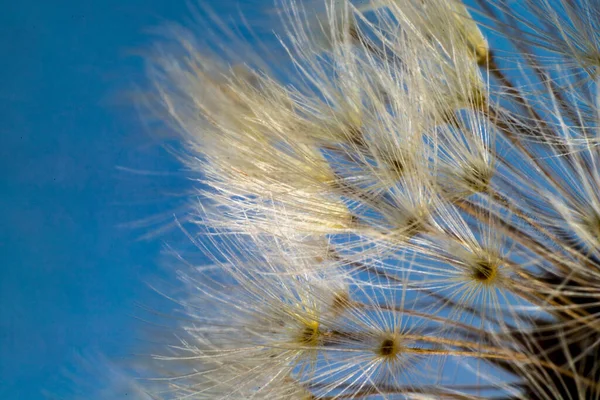 Makro Pohled Květinu — Stock fotografie