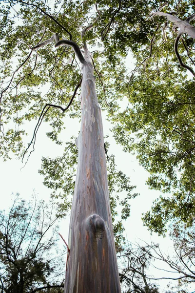 Exotic Tree Forest Outdoor Nature — Foto de Stock