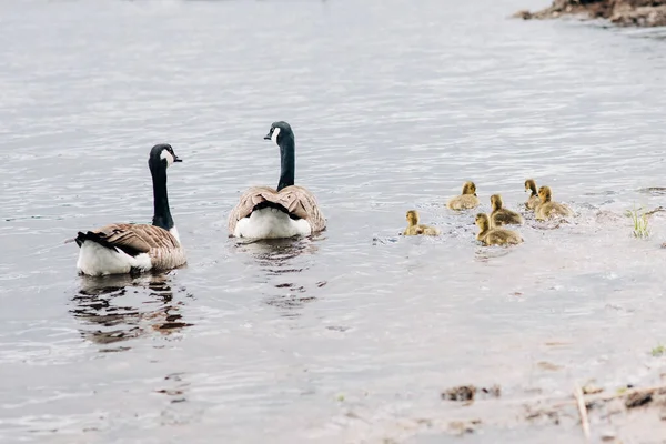 Geese Swimming Ducklings Water — Stockfoto