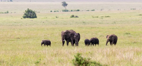 Die Elefantenfamilie Auf Ihrem Weg Durch Die Kenianische Savanne — Stockfoto