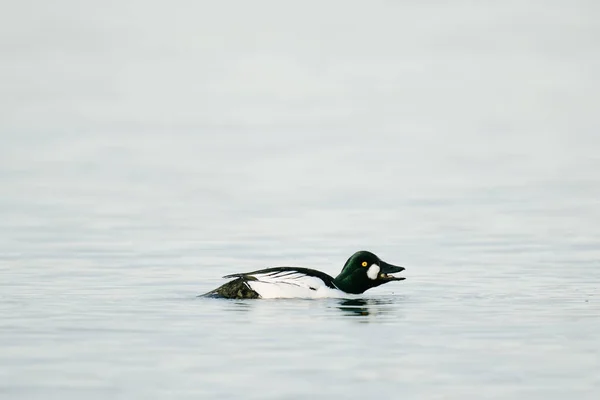 Πλευρική Άποψη Ενός Κοινού Goldeneye Κάνει Ένα Αστείο Πρόσωπο — Φωτογραφία Αρχείου