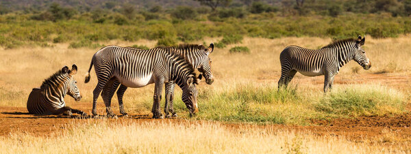 The zebra family is grazing in the savannah of Kenya in Samburu