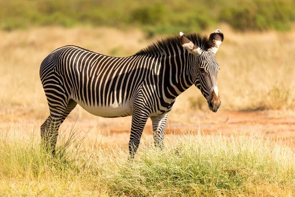 Grevy Zebra Está Pastando Campo Samburu Quênia — Fotografia de Stock