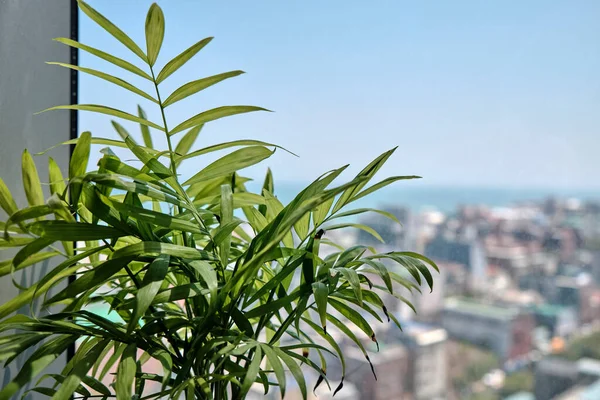 Potted Plants Window Sill Een Stedelijk Appartement — Stockfoto