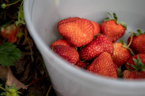 Aardbeienpluk North Arm Farm Pemberton — Stockfoto