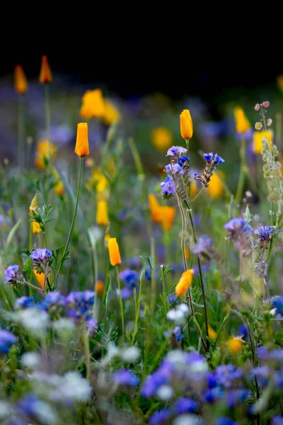 Woestijnbergen Van Sabino Canyon Tucson Zitten Vol Flora Fauna — Stockfoto