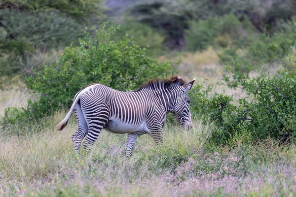 Jedna Greavy Zebra Procházka Mezi Keři — Stock fotografie