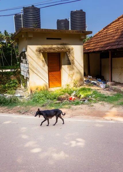 Stray Dog Streets India — Stock Photo, Image