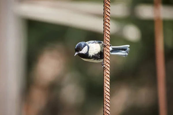 Nichon Oiseau Siège Parmi Les Branches Printemps — Photo